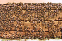 �~�c�o�`�����̑��g